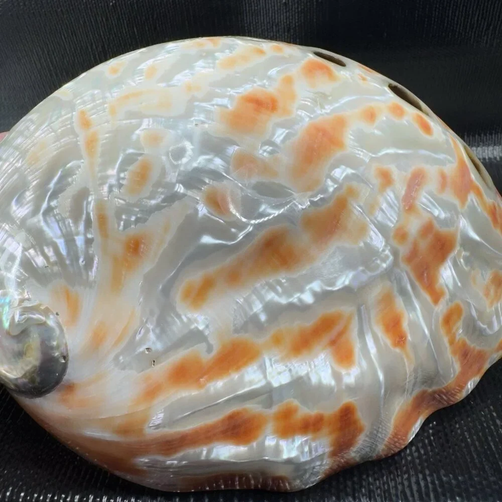 Natural Abalone Shell Large Dish Bowl Container Trinket Holder Iridescent Smooth